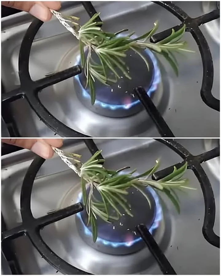 Brûler du romarin pour purifier l'air et améliorer l'ambiance