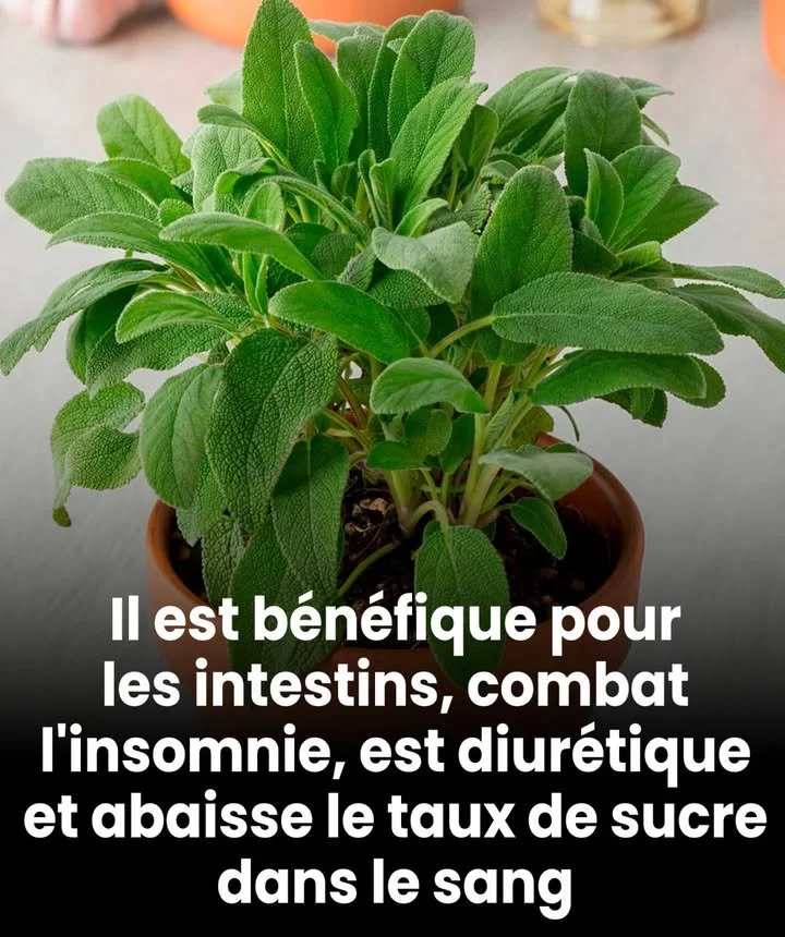 Plante indispensable en cuisine pour antioxydants et bienfaits santé